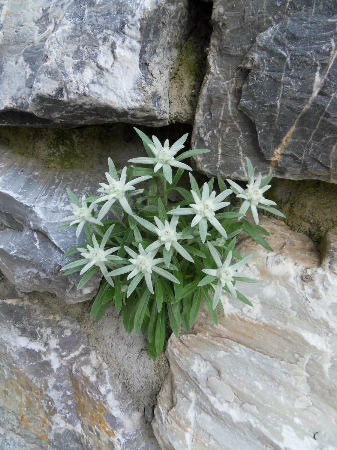 Landhaus Rieser Bad Hofgastein Kültér fotó
